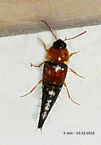 Tachyporus sp.