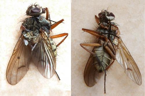 Phaonia tuguriorum