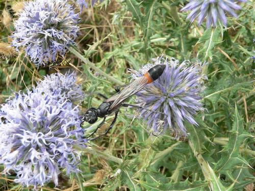 Hoplammophila armata