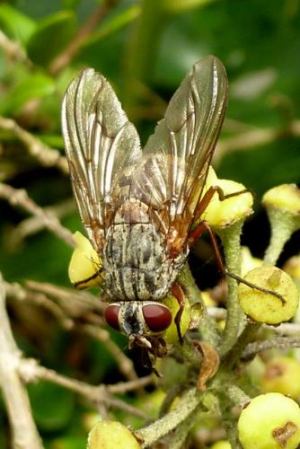 Réf. 95 799 : Phaonia valida