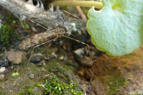 Réf. 95 061 : Limonia nubeculosa