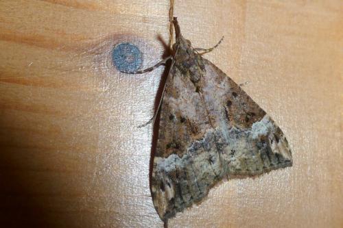 Réf. 95 296 : Hypena obsitalis