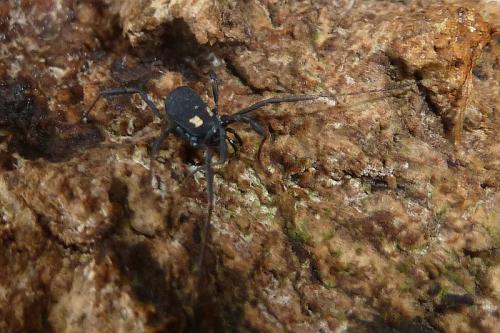 Nemastoma bimaculatum