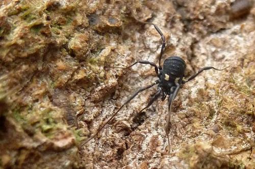 Nemastoma bimaculatum