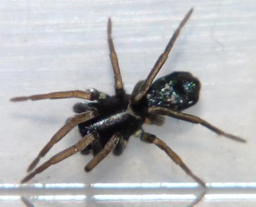 Micaria coarctata