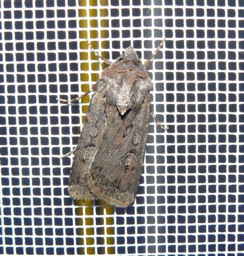 Réf. 95 775 : Euxoa nigricans
