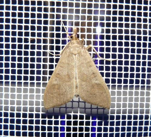 Réf. 95 804 : Mecyna asinalis