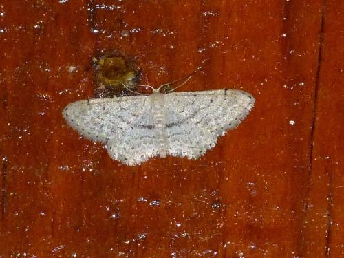 Réf. 95 710 : Idaea sp.