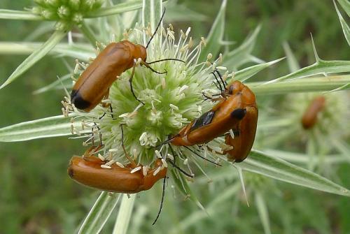 Réf. 95 176 : Zonitis flava
