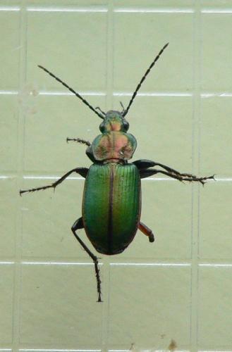 Agonum viridicupreum