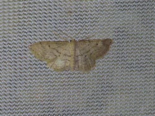 Réf. 95 711 : Idaea sp.
