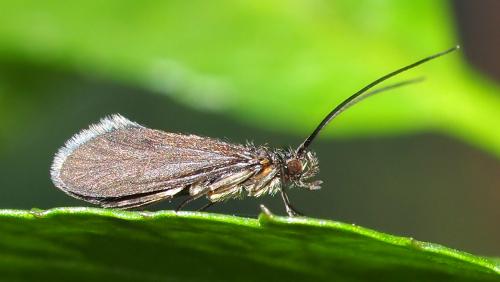 Réf. 95 185 : Notidobia ciliaris