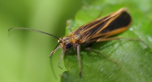 Réf. 95 187 : Chimarra marginata