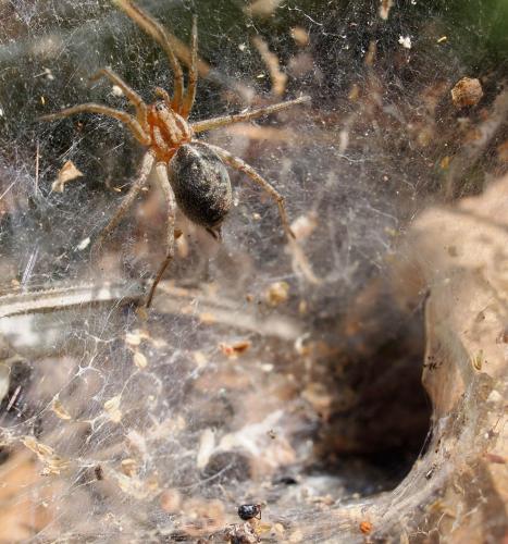 Agelena labyrinthica