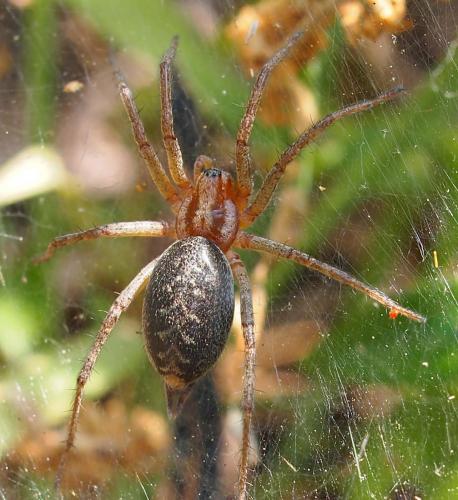 Réf. 95 307 : Agelena labyrinthica
