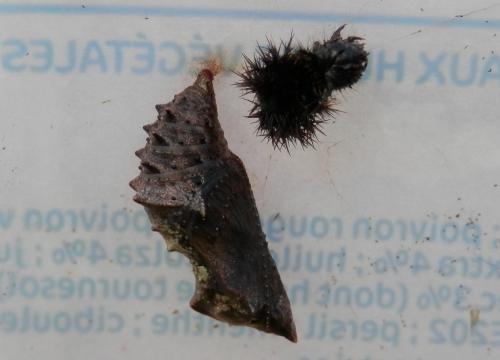 Araschnia levana