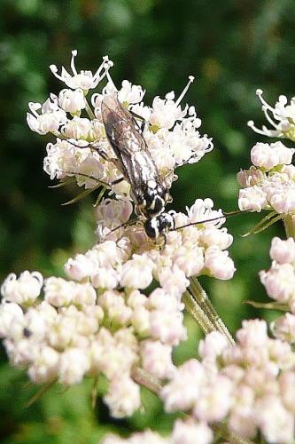 Pachyprotasis sp.