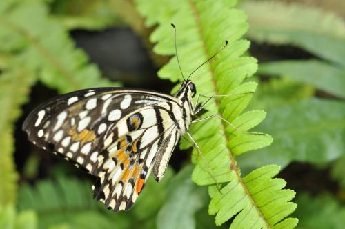 Réf. 95 332 : Papilio demoleus