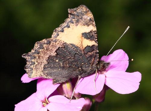 Aglais urticae