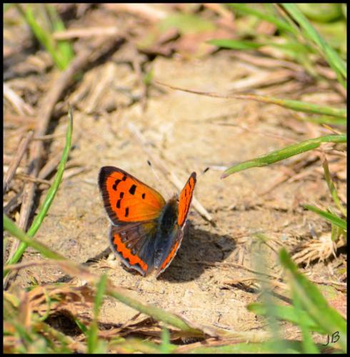 Lycaena phlaeas