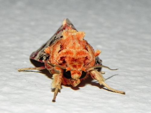 Spodoptera picta