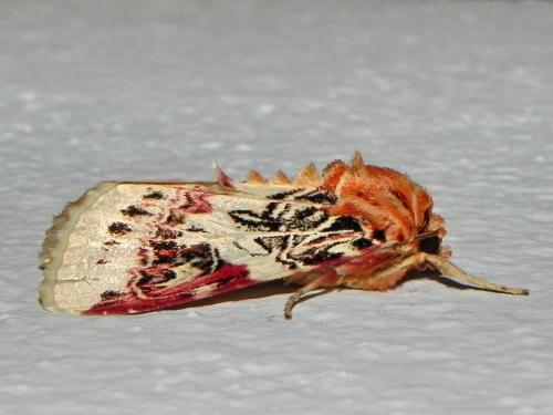 Spodoptera picta