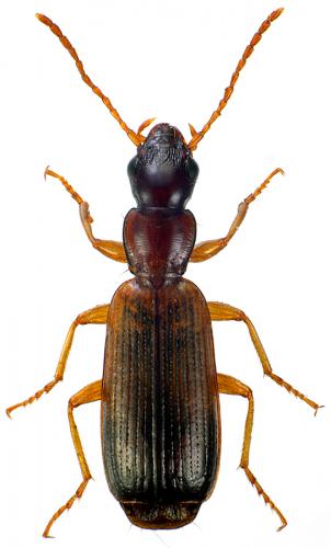 Réf. 95 093 : Paradromius linearis