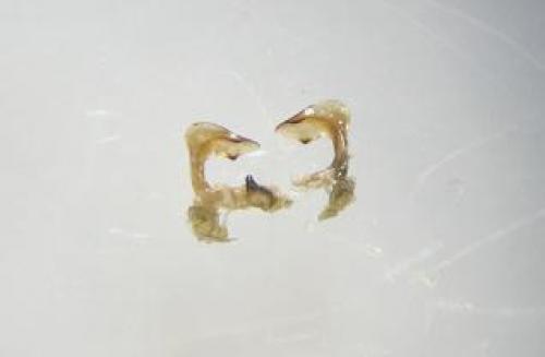Carpocoris mediterraneus atlanticus