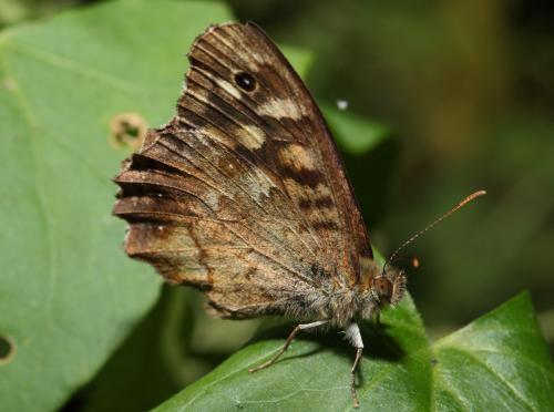 Pararge aegeria