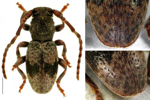 Parmena unifasciata