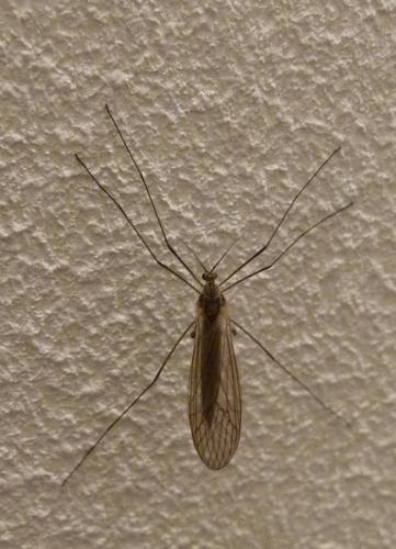 Trichocera sp.