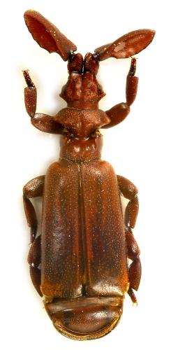 Paussus sp.