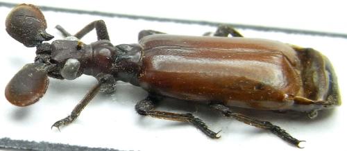 Paussus armatus