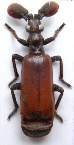 Paussus armatus