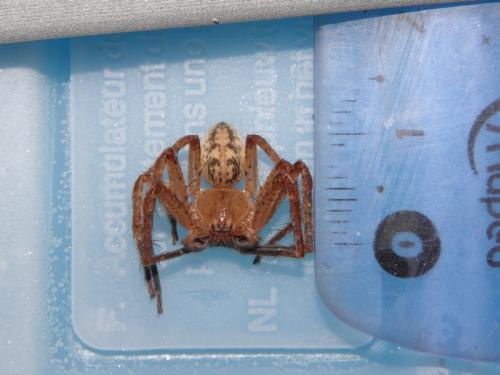 Olios argelasius