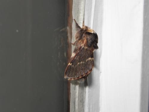 Poecilocampa populi