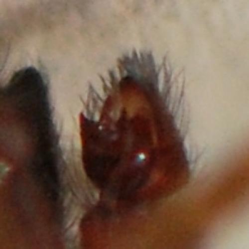 Amaurobius erberi