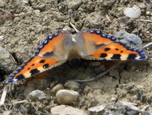 Aglais urticae