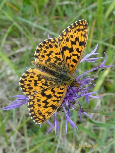 Réf. 95 841 : Boloria dia