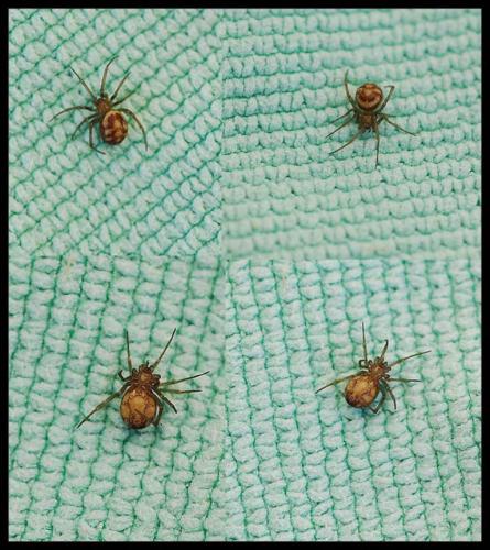 Steatoda grossa
