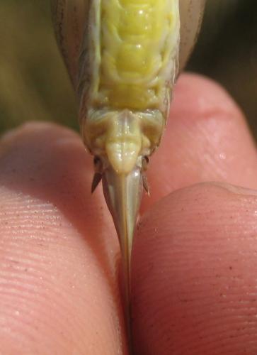 Rhacocleis germanica