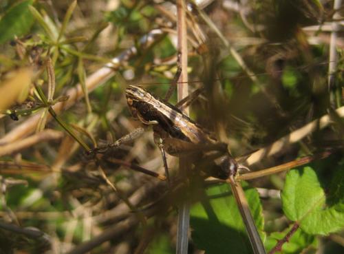 Rhacocleis germanica