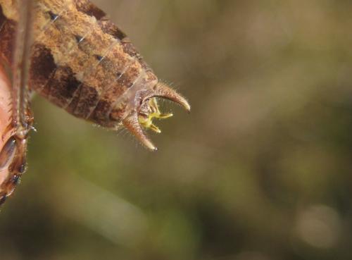 Rhacocleis germanica