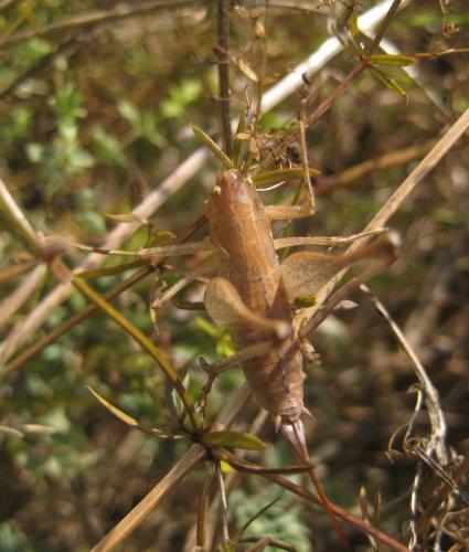 Rhacocleis germanica