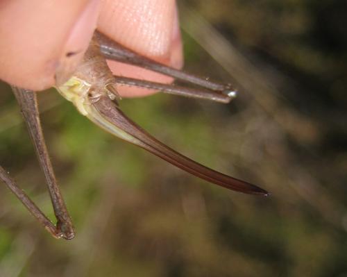 Rhacocleis germanica