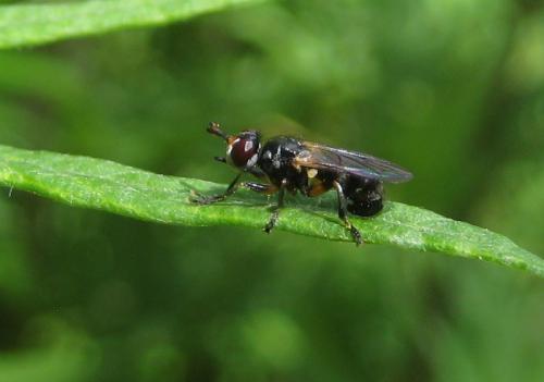 Thecophora sp.