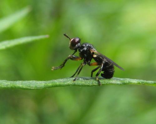 Thecophora sp.