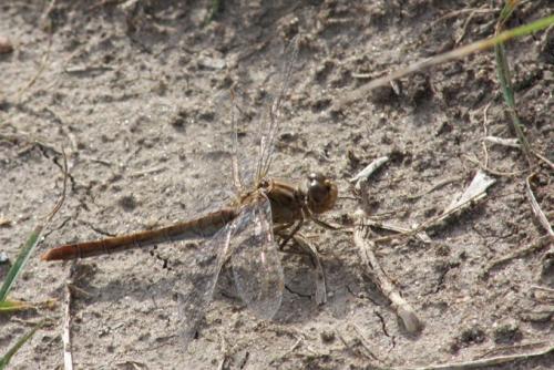 Sympetrum meridionale