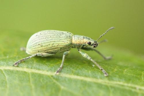 Polydrusus planifrons