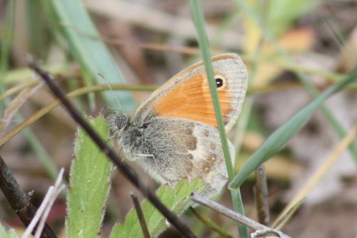 Coenonympha pamphilus